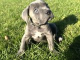 Irkının En Özeli Dev Cane Corso Yavrular