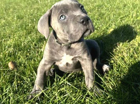 Irkının En Özeli Dev Cane Corso Yavrular görsel