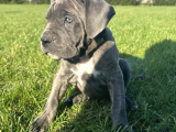 Irkının En Özeli Dev Cane Corso Yavrular