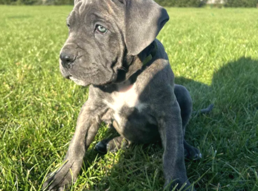 Irkının En Özeli Dev Cane Corso Yavrular görsel