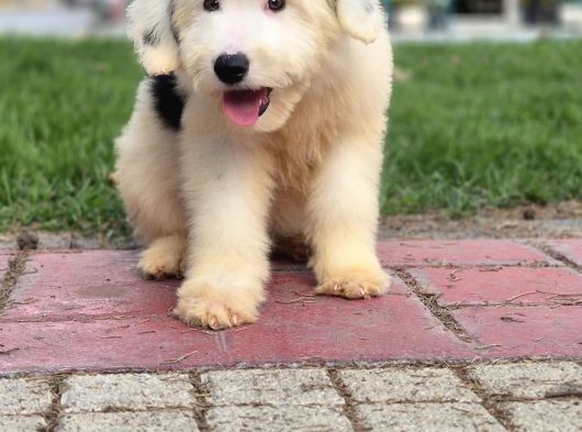 En Özel Renk Seçenecek İle Aui̇ssi̇edoodle-Bernedoodle-Labrado görsel