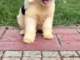 En Özel Renk Seçenecek İle Aui̇ssi̇edoodle-Bernedoodle-Labrado