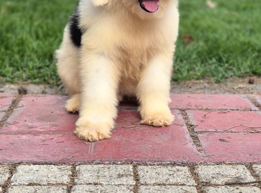 En Özel Renk Seçenecek İle Aui̇ssi̇edoodle-Bernedoodle-Labrado görsel