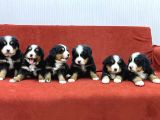 Bernese Dağ Köpegi̇