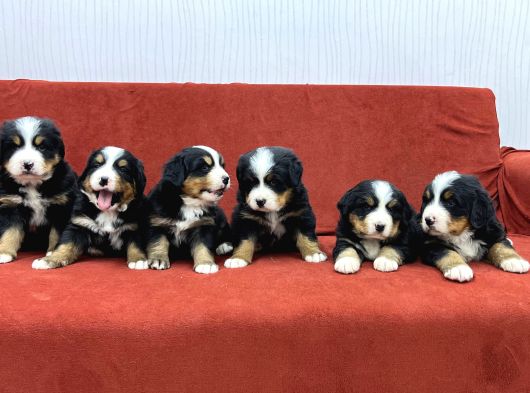 BERNESE DAĞ KÖPEGİ