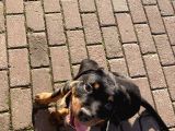 Orijinal Rottweileryavrumuhteşem Genetikli Koruyucu Ve Sadık