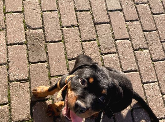 Orijinal Rottweileryavrumuhteşem Genetikli Koruyucu Ve Sadık görsel