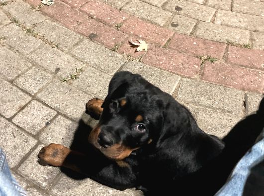 Orijinal Rottweileryavrumuhteşem Genetikli Koruyucu Ve Sadık