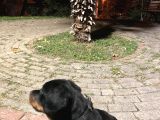 Orijinal Rottweileryavrumuhteşem Genetikli Koruyucu Ve Sadık