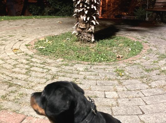 Orijinal Rottweileryavrumuhteşem Genetikli Koruyucu Ve Sadık görsel