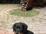 Orijinal Rottweileryavrumuhteşem Genetikli Koruyucu Ve Sadık