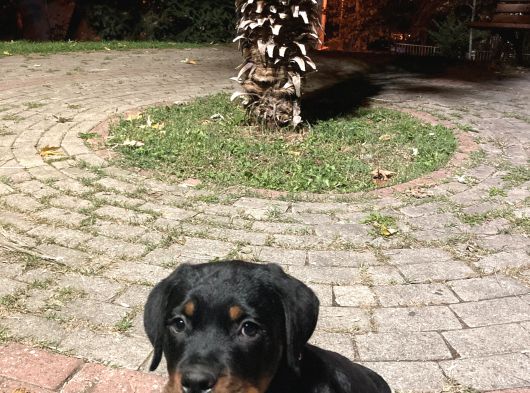 Orijinal Rottweileryavrumuhteşem Genetikli Koruyucu Ve Sadık görsel
