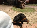 Orijinal Rottweileryavrumuhteşem Genetikli Koruyucu Ve Sadık