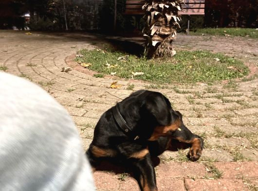 Orijinal Rottweileryavrumuhteşem Genetikli Koruyucu Ve Sadık görsel