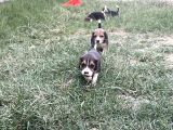 Irk Ve Saglık Garantili Beagle Yavrularımız