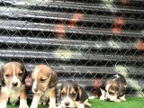 Irk Ve Saglık Garantili Beagle Yavrularımız