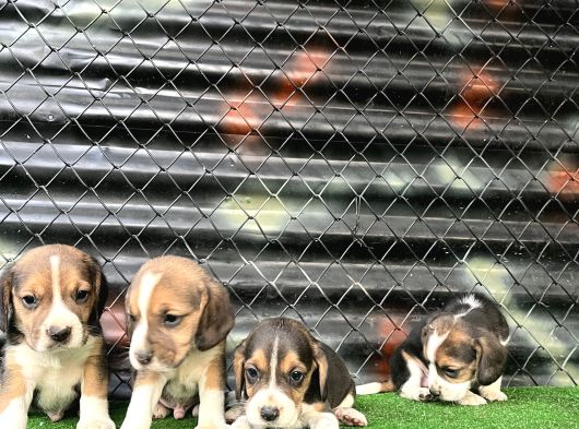 Irk Ve Saglık Garantili Beagle Yavrularımız görsel