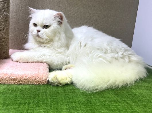 Safkan Longhair Yavrularımız Yeni Ailelerini Bekliyor görsel