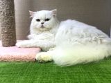 Safkan Longhair Yavrularımız Yeni Ailelerini Bekliyor