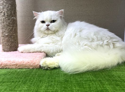 Safkan Longhair Yavrularımız Yeni Ailelerini Bekliyor görsel