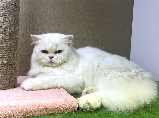 Türünün En Güzel Örneklerini Sunuyoruz görsel