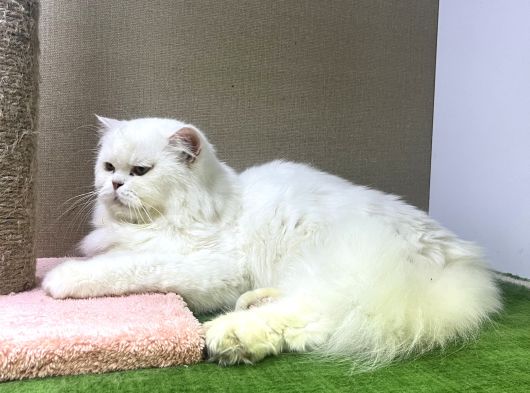 Safkan Longhair Yavrularımız Yeni Ailelerini Bekliyor görsel