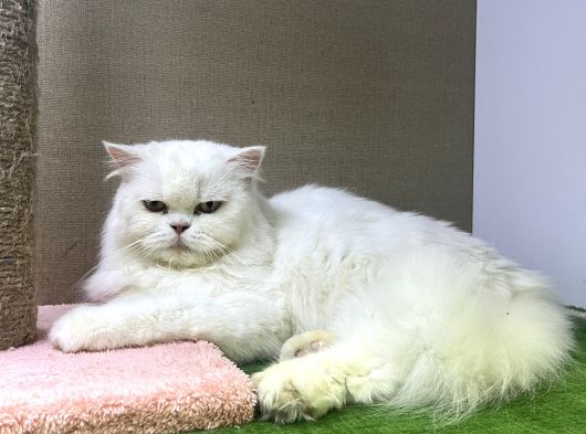 Safkan Longhair Yavrularımız Yeni Ailelerini Bekliyor görsel