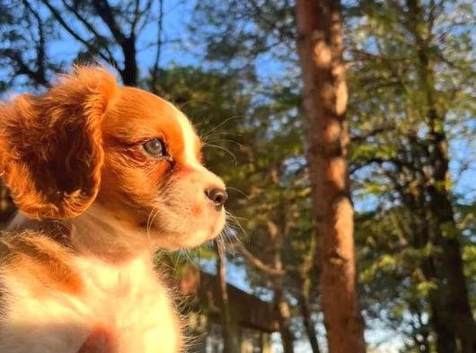 Cavalier King Charles görsel