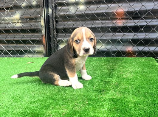 Irk Ve Saglık Garantili Beagle Yavrularımız