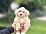 GERÇEK MALTİPOO ANTİALERJİK TÜY DÖKMEZ KOKU YAPMAZ