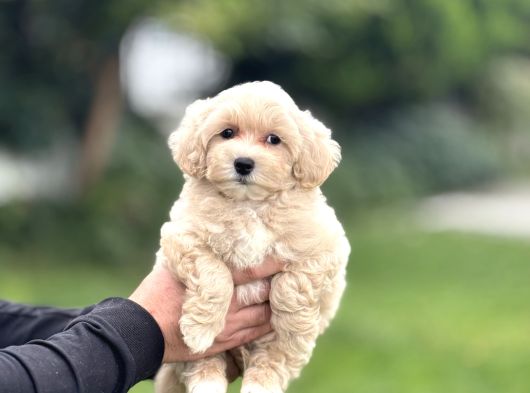 Gerçek Malti̇poo Anti̇alerji̇k Tüy Dökmez Koku Yapmaz