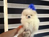Pomerani̇an Boo Bi̇blolar