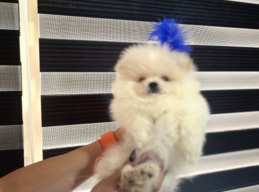 Pomerani̇an Boo Bi̇blolar görsel