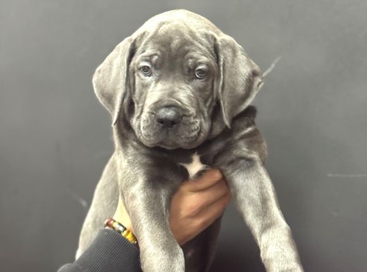 Cane Corso Blue En İri̇si̇nden A Kali̇te görsel