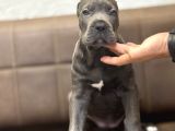 CANE CORSO BLUE EN İRİSİNDEN A KALİTE