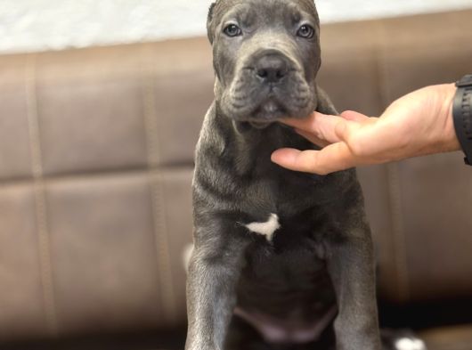 Cane Corso Blue En İri̇si̇nden A Kali̇te