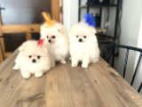 POMERANİAN BOO BİBLOLAR