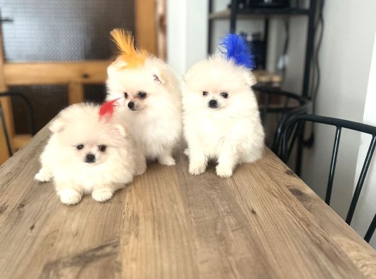 Pomerani̇an Boo Bi̇blolar