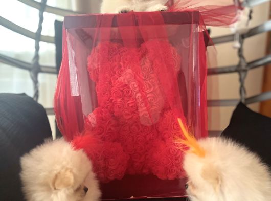 Pomerani̇an Boo Bi̇blolar görsel