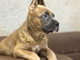 EN ÖZEL RENK İLE FORMENTİNO CANE CORSO