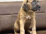 En Özel Renk İle Formenti̇no Cane Corso