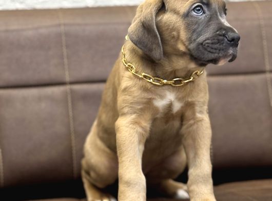 En Özel Renk İle Formenti̇no Cane Corso görsel