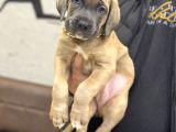 En Özel Renk İle Formenti̇no Cane Corso