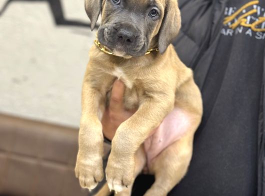 En Özel Renk İle Formenti̇no Cane Corso görsel