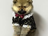 pomerıan boo