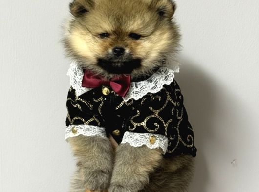 Pomerıan Boo