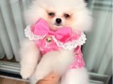 Ankara pomerıan boo