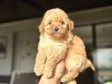 Sevimli Toy Poodle Kızımız Aşılı A Kalite