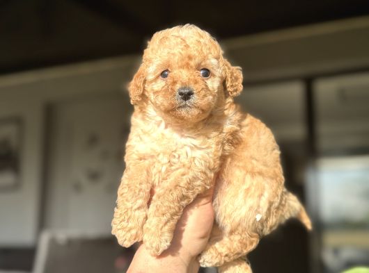 Sevimli Toy Poodle Kızımız Aşılı A Kalite görsel
