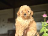 Sevimli Toy Poodle Kızımız Aşılı A Kalite